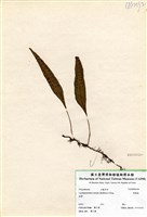 藏品(骨牌蕨)的圖片